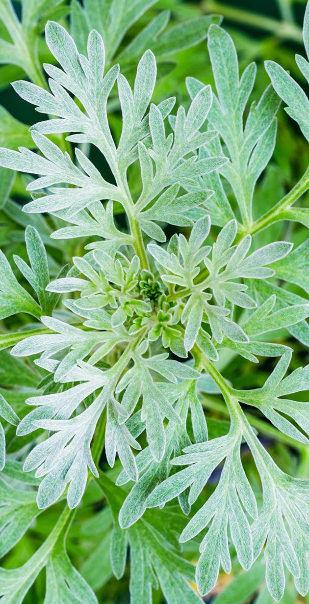 Light green wormwood leaves background